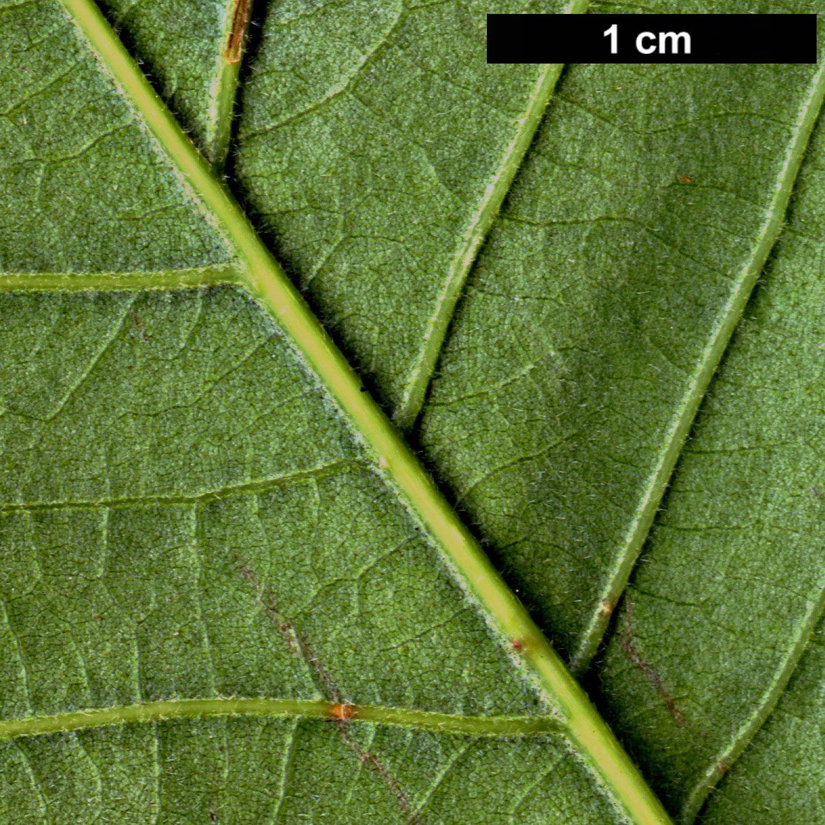 High resolution image: Family: Fagaceae - Genus: Quercus - Taxon: bicolor × Q.michauxii